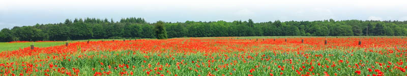 Champ de coquelicots
