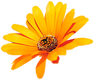 Photo de fleur